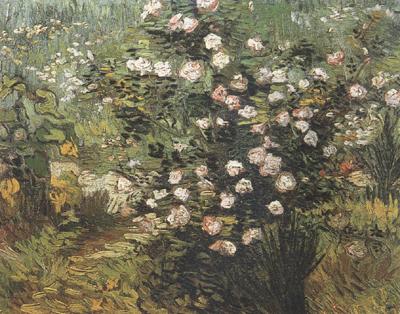 Vincent Van Gogh Rosebush in Blossom (nn04) china oil painting image